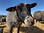 Gotlandi lammas