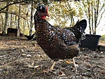 Rootsi lillkana