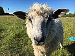 Wensleydale lammas