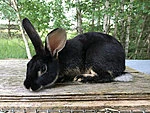 Küülik