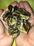 Vutitibud