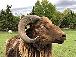 Islandi jäär